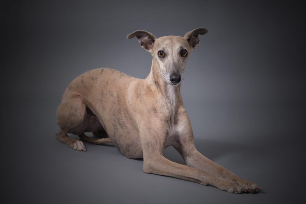 Fontana Studio Photographe Animalier Aveyron